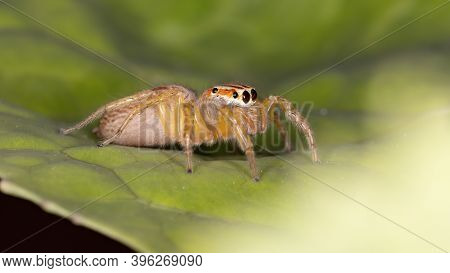 Adult Jumping Spider