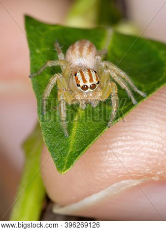 Adult Jumping Spider