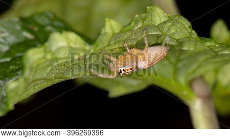 Adult Jumping Spider