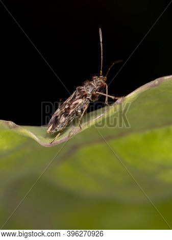 Dirt-colored Seed Bug Of The Tribe Myodochini
