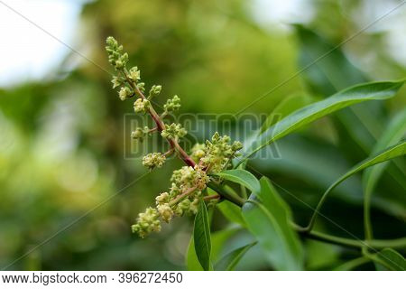 Close Up Of Mango Flowers In A Farm, A Branch Of Inflorescence Mango Flowers. Selective Focus Of Man