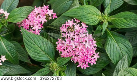 Pink Egyptian Starcluster Flower In A Garden.