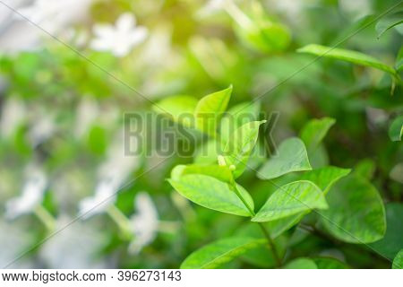 Fresh Young Bud Soft Green Leaves Blossom On Natural Greenery Plant And White Flower Blurred Backgro