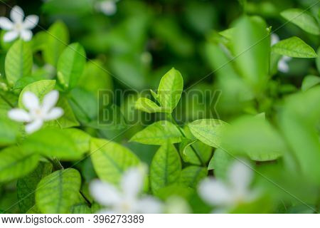 Fresh Young Bud Soft Green Leaves Blossom On Natural Greenery Plant And White Flower Blurred Backgro