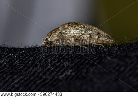 Darkling Beetle Of The Tribe Epitragini In Macro View