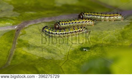 Green Caterpillars In A Leaft