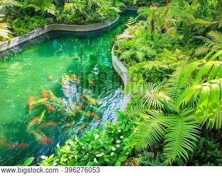 A Pond In Garden, Greenery Fern Epiphyte Plant, Tropical Shrub And Bush Under Shading Of The Trees, 