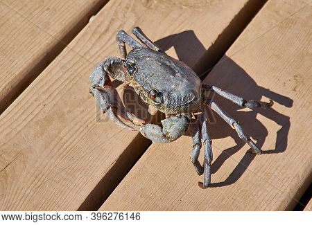 Eriphia Verrucosa A Species Of Crab Found In The Black Sea, Mediterranean Sea