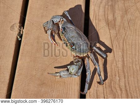 Eriphia Verrucosa A Species Of Crab Found In The Black Sea, Mediterranean Sea