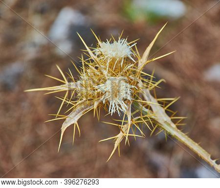 Dried Flower Onopordum Acanthium