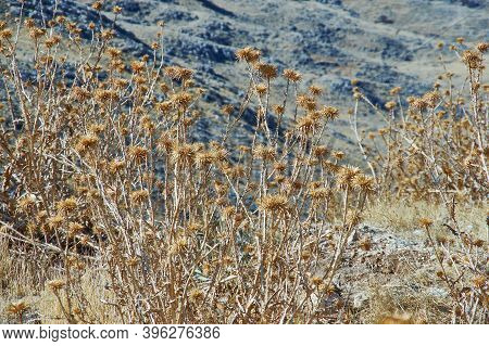 Dried Flower Onopordum Acanthium
