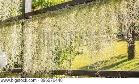 Spanish Moss (tillandsia Usneoides) Plant In The Garden.