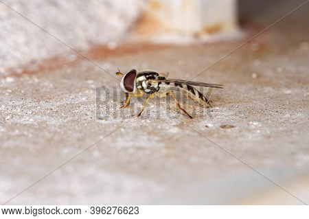 Hover Fly Of The Tribe Syrphini In Macro View