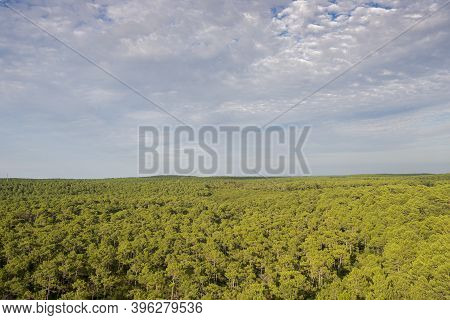 Forest Of Maritime Pine Tree, Pinus Pinaster, Next To The Dune Of Pilat, France