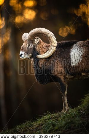 Big Mufflon Buck, standing on rocks, watching