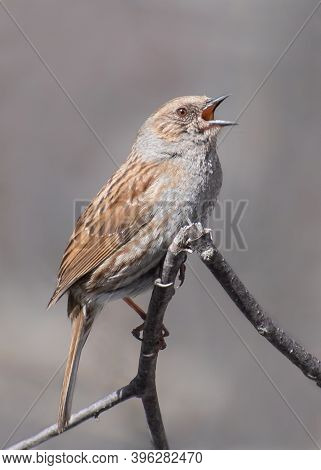 Dunnock (prunella Modularis) Singing From A Small Branch. Beautiful Songbird With Grey Background. W