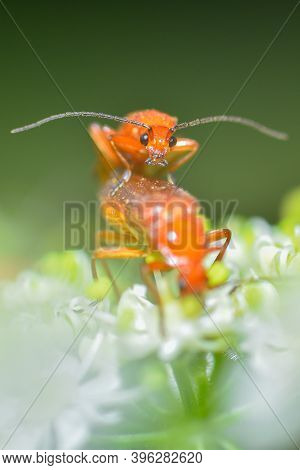 Common Red Soldier Beetle (rhagonycha Fulva) Sitting On A Grass. Detailed Portrait Of An Orange Inse
