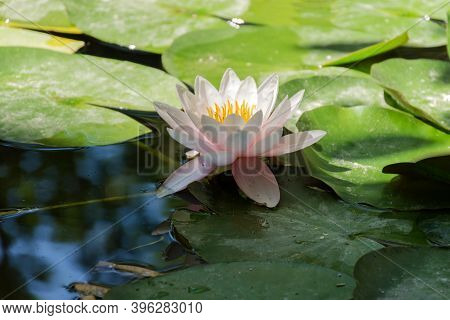 Pink Lotuses Bloom On An Ornamental Pond In The Garden. Lotus Flower Marliacea Rosea Or Pink Water L