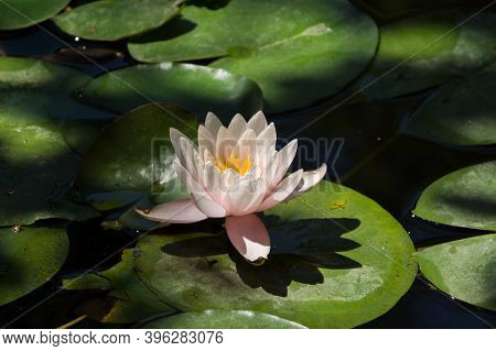 Pink Lotuses Bloom On An Ornamental Pond In The Garden. Lotus Flower Marliacea Rosea Or Pink Water L