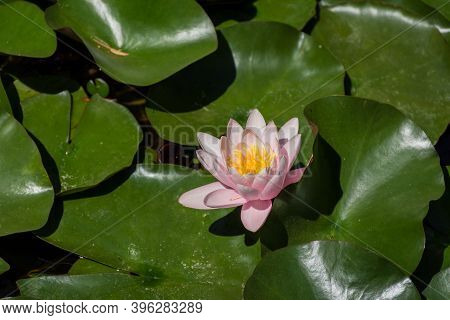 Pink Lotuses Bloom On An Ornamental Pond In The Garden. Lotus Flower Marliacea Rosea Or Pink Water L
