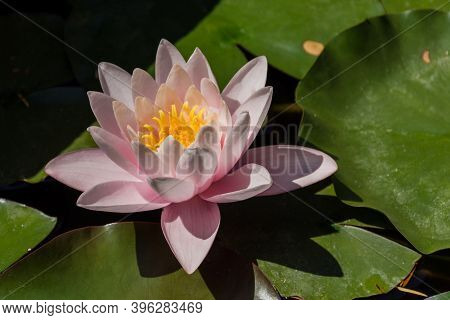 Pink Lotuses Bloom On An Ornamental Pond In The Garden. Lotus Flower Marliacea Rosea Or Pink Water L