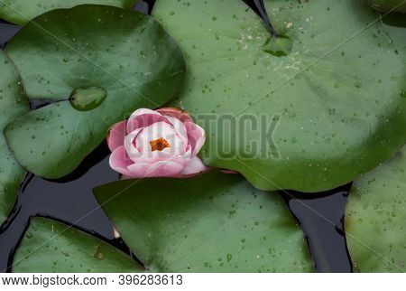 Pink Lotuses Bloom On An Ornamental Pond In The Garden. Lotus Flower Marliacea Rosea Or Pink Water L