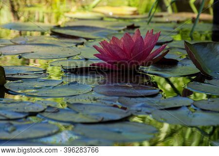 Pink Lotuses Bloom On An Ornamental Pond In The Garden. Lotus Flower Marliacea Rosea Or Pink Water L