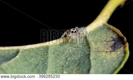 Small Jumping Spider
