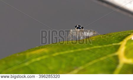 Small Jumping Spider