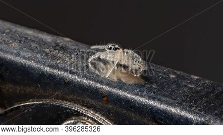 Small Jumping Spider
