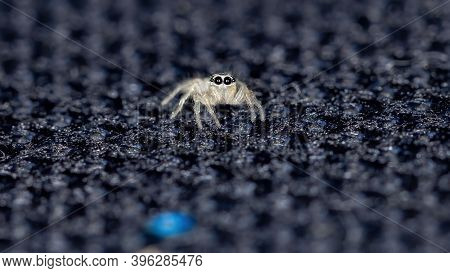 Small Jumping Spider