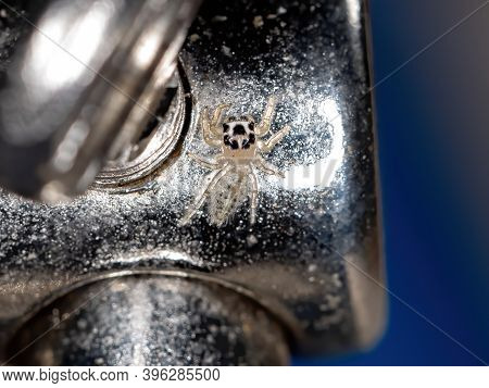 Small Jumping Spider