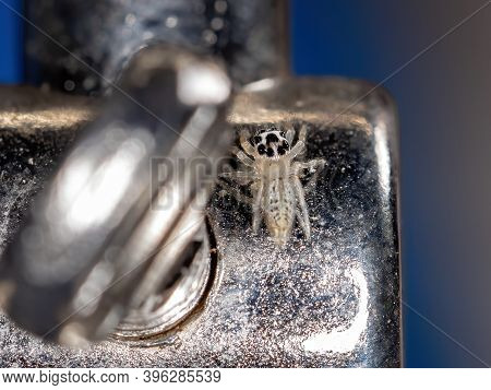 Small Jumping Spider