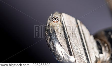 Small Jumping Spider