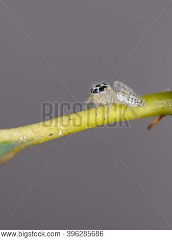 Small Jumping Spider