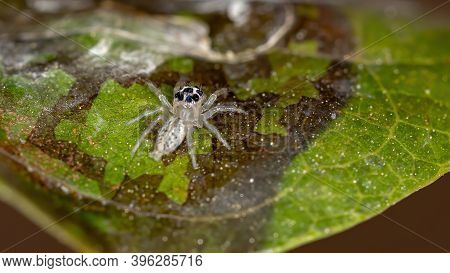Small Jumping Spider