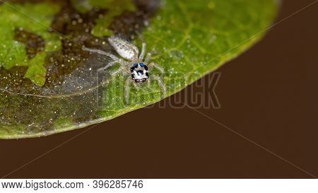 Small Jumping Spider