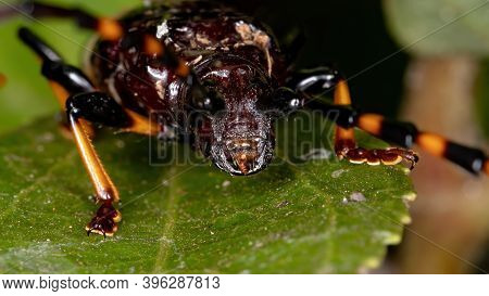 Typical Longhorn Beetle