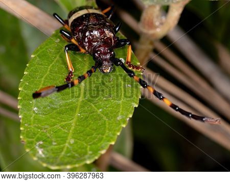Typical Longhorn Beetle