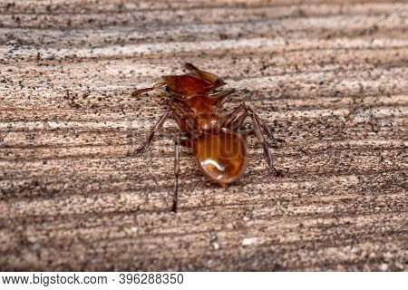 Turtle Ant Of The Species Cephalotes Clypeatus