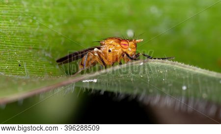 Adult Lauxaniid Fly