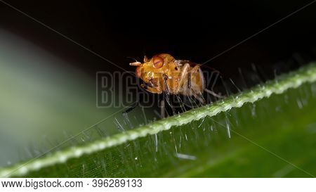 Adult Lauxaniid Fly