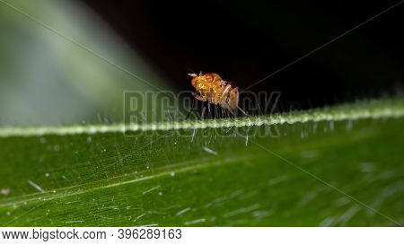 Adult Lauxaniid Fly