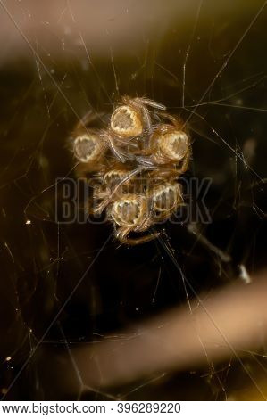 Silver Garden Orbweaver Chicks Of The Species Argiope Argentata