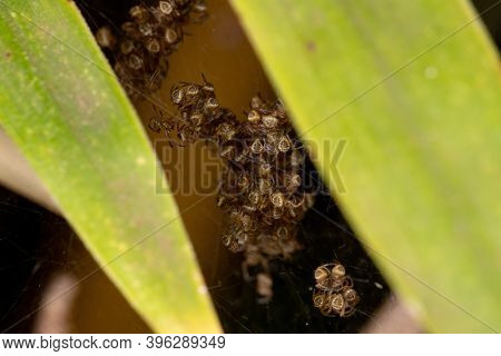 Silver Garden Orbweaver  Chicks