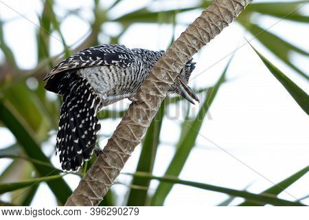 Brazilian Male Barred Antshrike