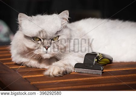 Combing Funny Grey Cat With Furminatoror Or Grooming Tool. Pet Care, Grooming. Cat With A Pile Of Ca