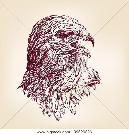 Hawk - illustrazione vettoriale