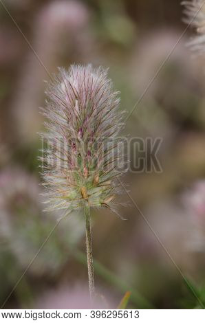 Flower Of Hares-foot Clover Trifolium Arvense. Llano De Las Brujas. Integral Natural Reserve Of Inag