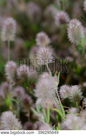 Flowers Of Hares-foot Clovers Trifolium Arvense. Llano De Las Brujas. Natural Reserve Of Inagua. Tej